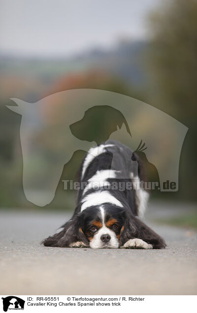 Cavalier King Charles Spaniel zeigt Trick / Cavalier King Charles Spaniel shows trick / RR-95551