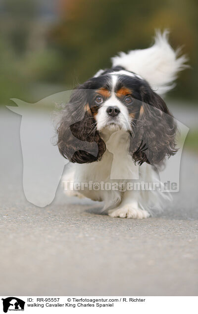 laufender Cavalier King Charles Spaniel / walking Cavalier King Charles Spaniel / RR-95557