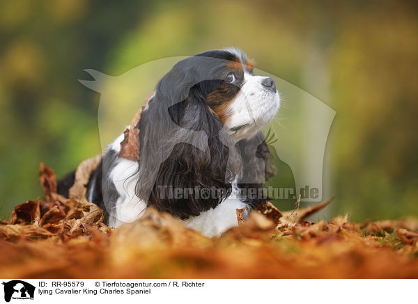 lying Cavalier King Charles Spaniel / RR-95579