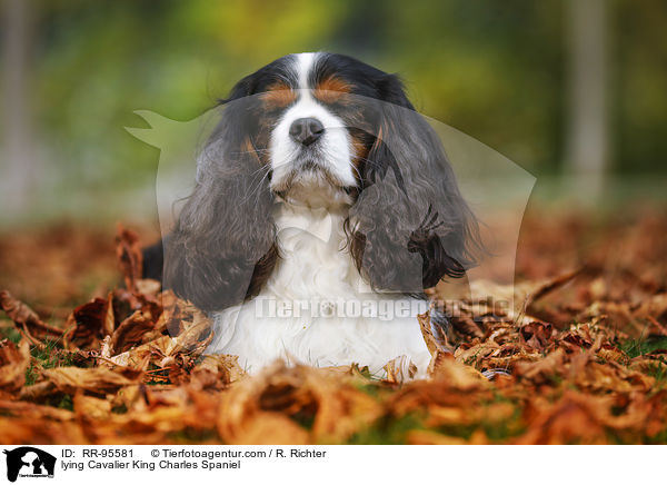 lying Cavalier King Charles Spaniel / RR-95581