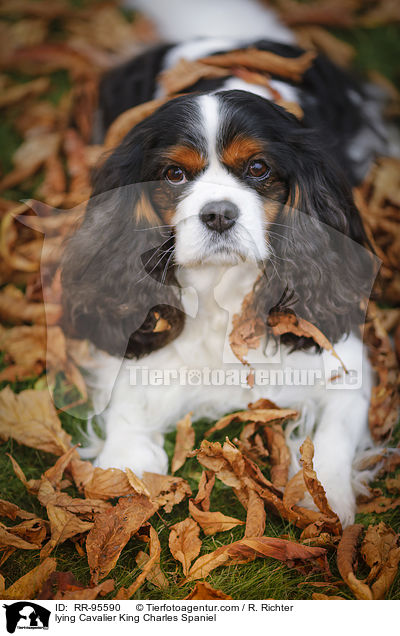 lying Cavalier King Charles Spaniel / RR-95590