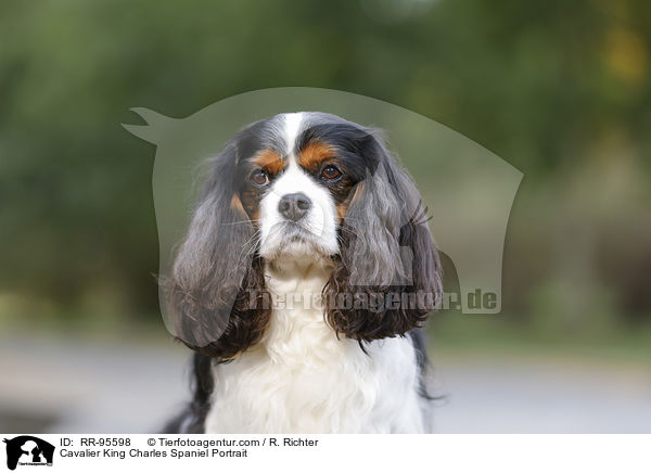 Cavalier King Charles Spaniel Portrait / RR-95598