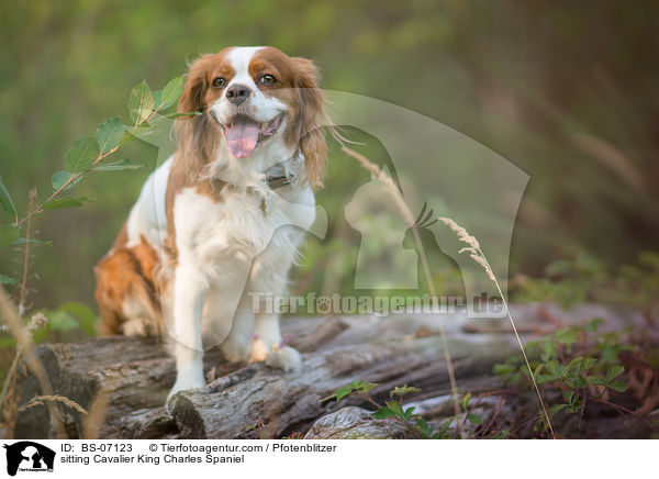 sitting Cavalier King Charles Spaniel / BS-07123