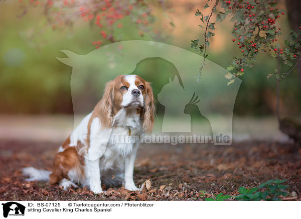 sitting Cavalier King Charles Spaniel / BS-07125