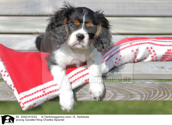 junger Cavalier King Charles Spaniel / young Cavalier King Charles Spaniel / EHO-01032