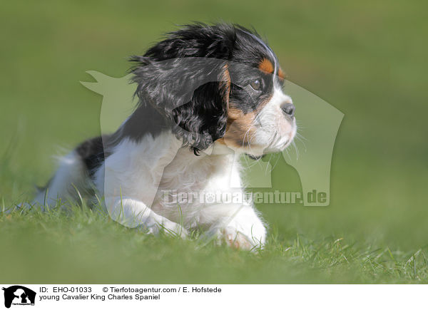 young Cavalier King Charles Spaniel / EHO-01033