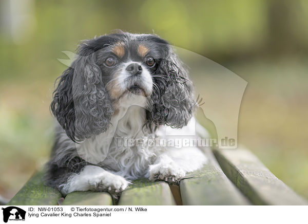 lying Cavalier King Charles Spaniel / NW-01053