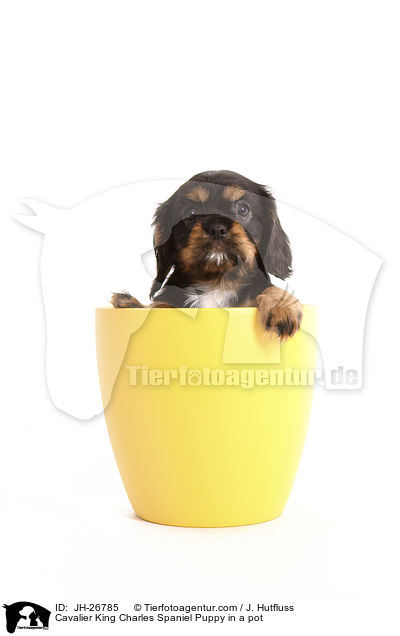 Cavalier King Charles Spaniel Puppy in a pot / JH-26785