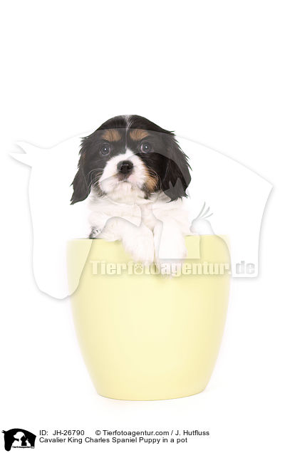 Cavalier King Charles Spaniel Puppy in a pot / JH-26790