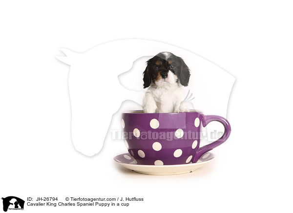 Cavalier King Charles Spaniel Welpe in einer Tasse / Cavalier King Charles Spaniel Puppy in a cup / JH-26794