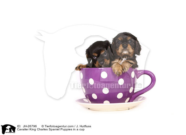 Cavalier King Charles Spaniel Puppies in a cup / JH-26796