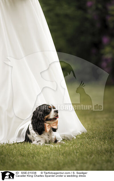 Cavalier King Charles Spaniel unter einem Brautkleid / Cavalier King Charles Spaniel under a wedding dress / SSE-01038