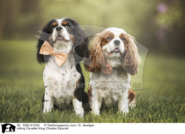 sitzende Cavalier King Charles Spaniel / sitting Cavalier King Charles Spaniel / SSE-01039