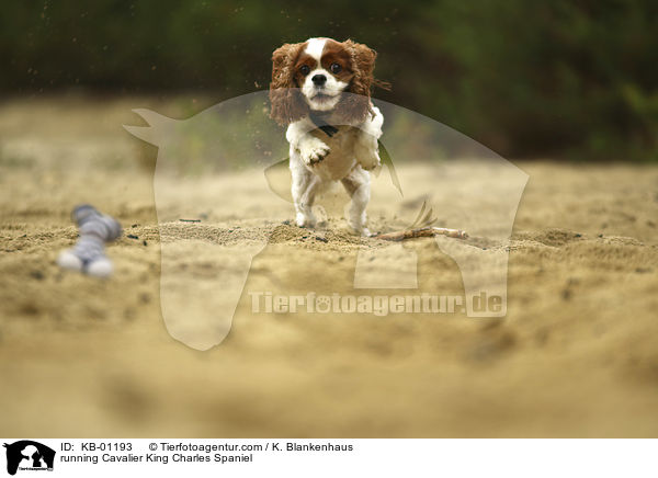 rennender Cavalier King Charles Spaniel / running Cavalier King Charles Spaniel / KB-01193