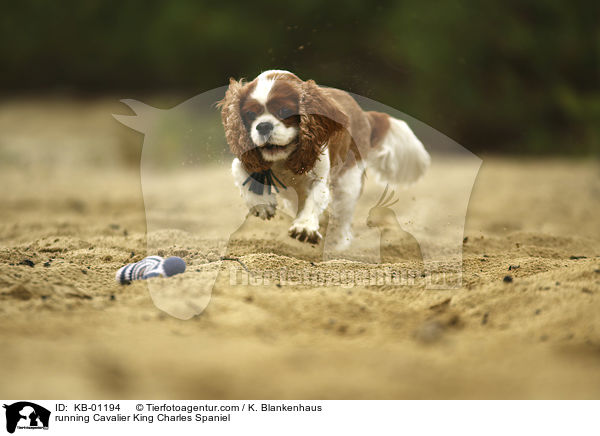 rennender Cavalier King Charles Spaniel / running Cavalier King Charles Spaniel / KB-01194