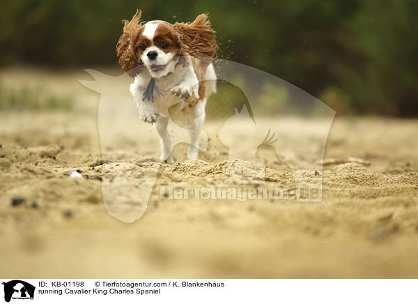running Cavalier King Charles Spaniel / KB-01198