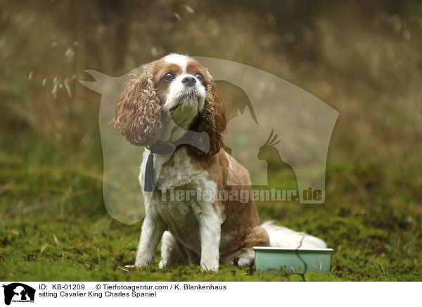 sitzender Cavalier King Charles Spaniel / sitting Cavalier King Charles Spaniel / KB-01209