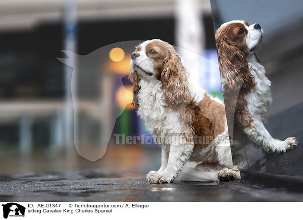 sitzender Cavalier King Charles Spaniel / sitting Cavalier King Charles Spaniel / AE-01347