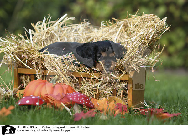 Cavalier King Charles Spaniel Puppy / KL-19357