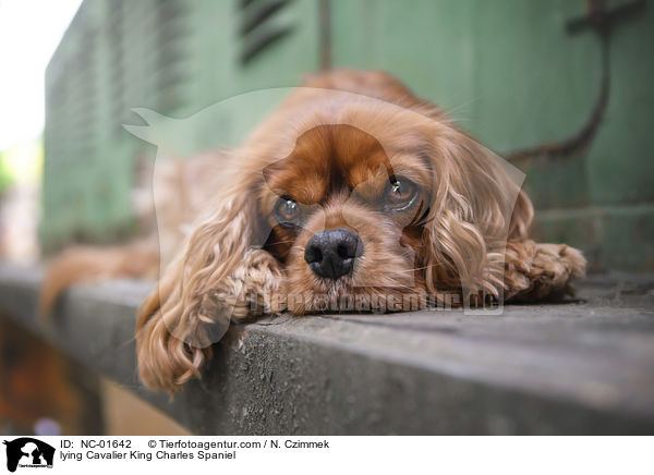 liegender Cavalier King Charles Spaniel / lying Cavalier King Charles Spaniel / NC-01642