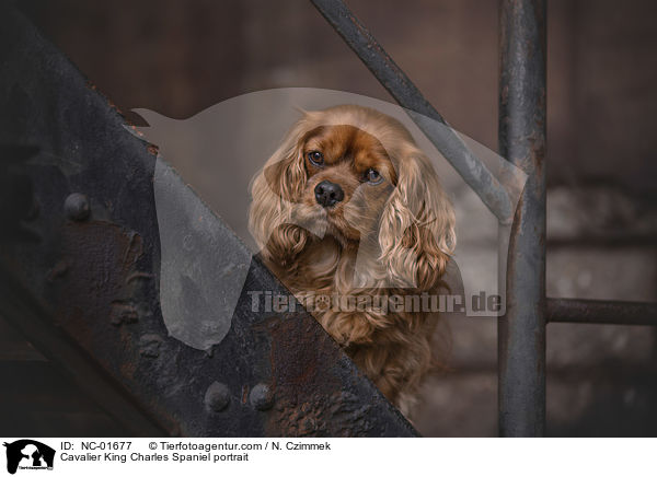 Cavalier King Charles Spaniel Portrait / Cavalier King Charles Spaniel portrait / NC-01677