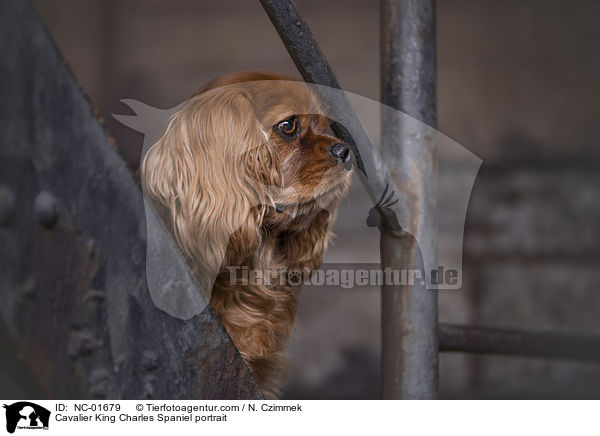 Cavalier King Charles Spaniel Portrait / Cavalier King Charles Spaniel portrait / NC-01679