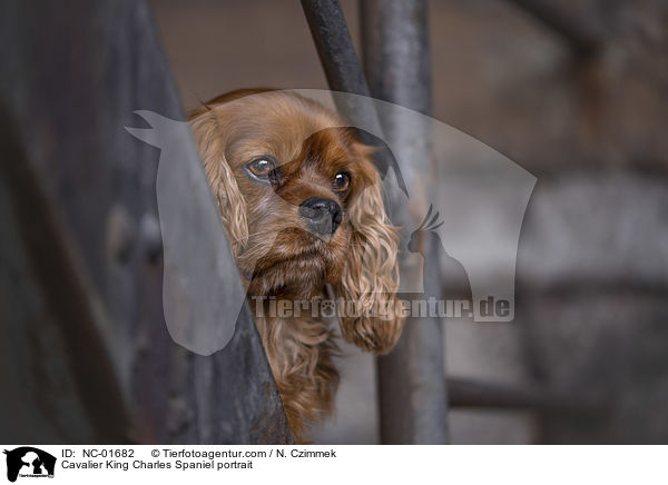 Cavalier King Charles Spaniel Portrait / Cavalier King Charles Spaniel portrait / NC-01682