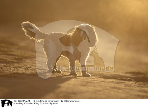 standing Cavalier King Charles Spaniel / KB-04509