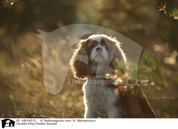 Cavalier King Charles Spaniel / KB-04513