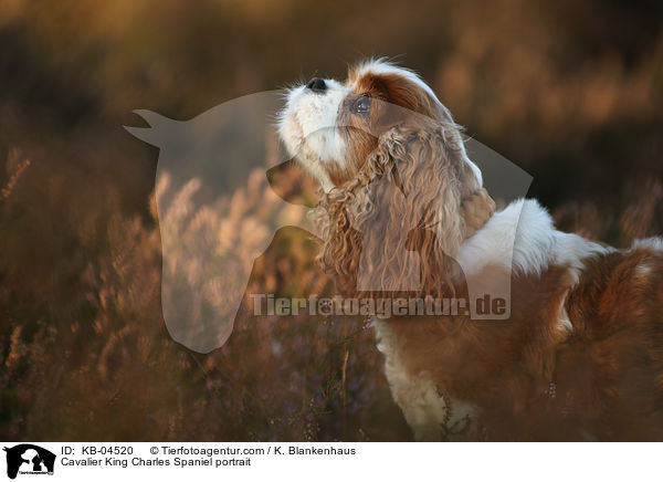 Cavalier King Charles Spaniel Portrait / Cavalier King Charles Spaniel portrait / KB-04520