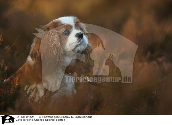 Cavalier King Charles Spaniel Portrait / Cavalier King Charles Spaniel portrait / KB-04521