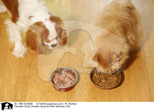 Cavalier King Charles Spaniel with Siberian Cat / RR-103589