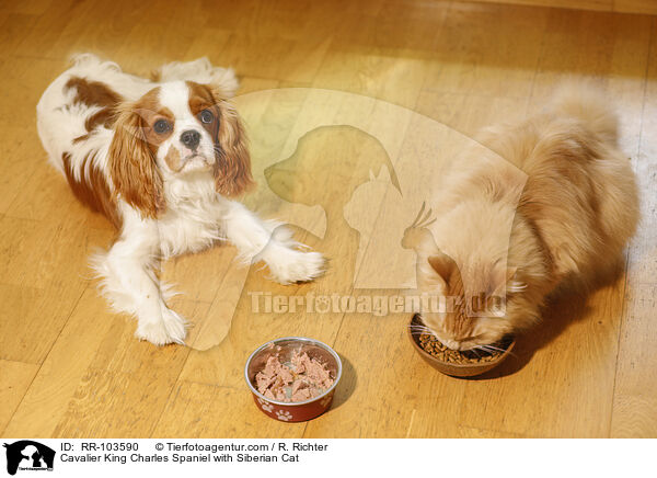 Cavalier King Charles Spaniel with Siberian Cat / RR-103590