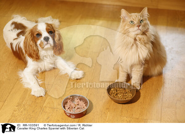 Cavalier King Charles Spaniel with Siberian Cat / RR-103591