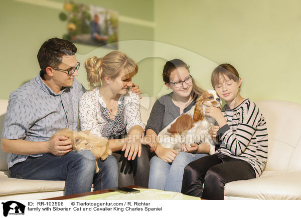 family with Siberian Cat and Cavalier King Charles Spaniel / RR-103596