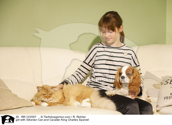 girl with Siberian Cat and Cavalier King Charles Spaniel / RR-103597