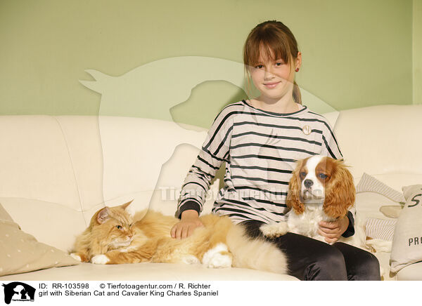 Mdchen mit Sibirische Katze und Cavalier King Charles Spaniel / girl with Siberian Cat and Cavalier King Charles Spaniel / RR-103598