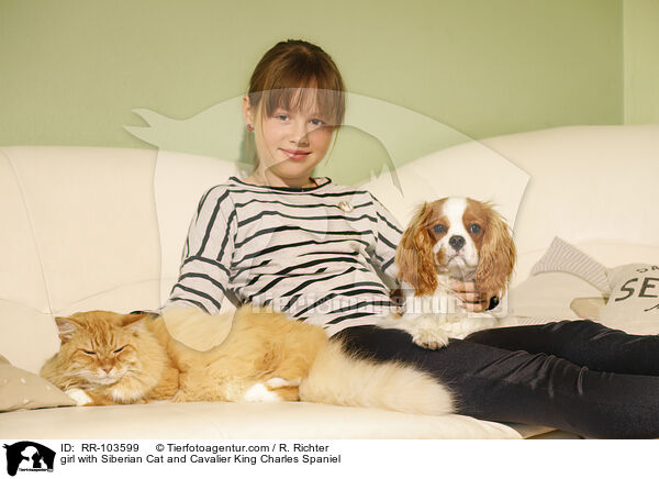 girl with Siberian Cat and Cavalier King Charles Spaniel / RR-103599