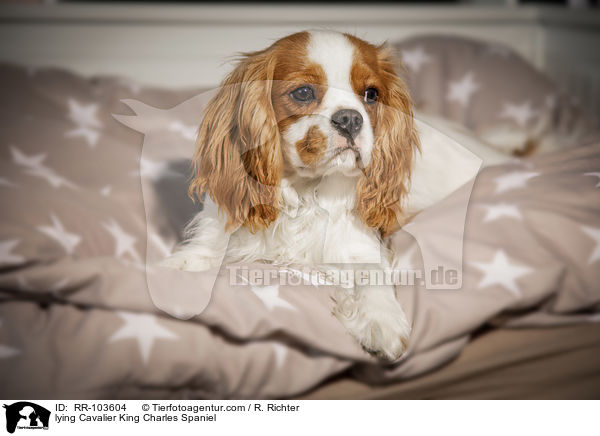 liegender Cavalier King Charles Spaniel / lying Cavalier King Charles Spaniel / RR-103604