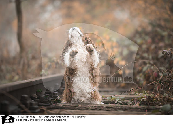 Cavalier King Charles Spaniel macht Mnnchen / begging Cavalier King Charles Spaniel / NP-01595