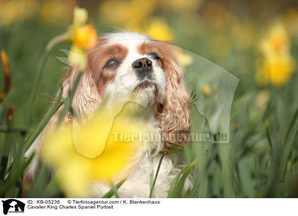 Cavalier King Charles Spaniel Portrait / KB-05236