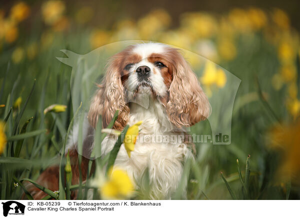 Cavalier King Charles Spaniel Portrait / Cavalier King Charles Spaniel Portrait / KB-05239