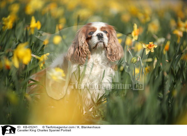 Cavalier King Charles Spaniel Portrait / Cavalier King Charles Spaniel Portrait / KB-05241