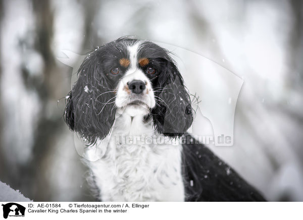 Cavalier King Charles Spaniel im Winter / Cavalier King Charles Spaniel in the winter / AE-01584