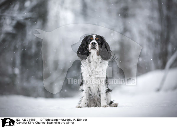 Cavalier King Charles Spaniel im Winter / Cavalier King Charles Spaniel in the winter / AE-01585