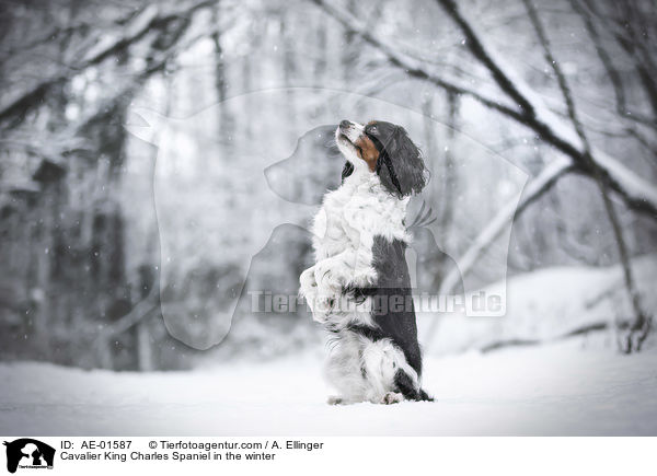 Cavalier King Charles Spaniel im Winter / Cavalier King Charles Spaniel in the winter / AE-01587