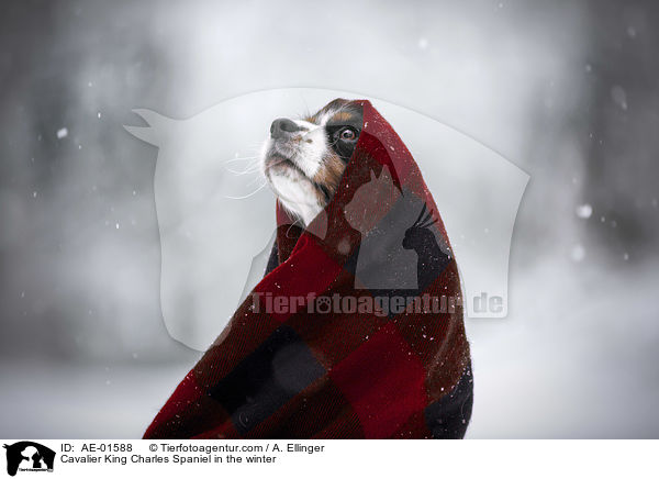 Cavalier King Charles Spaniel im Winter / Cavalier King Charles Spaniel in the winter / AE-01588