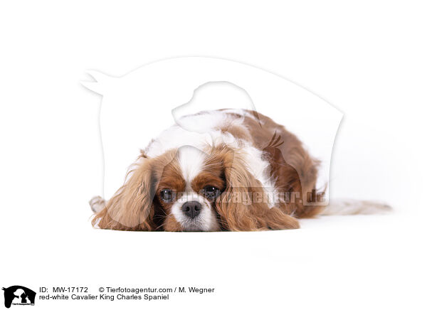 rot-weier Cavalier King Charles Spaniel / red-white Cavalier King Charles Spaniel / MW-17172