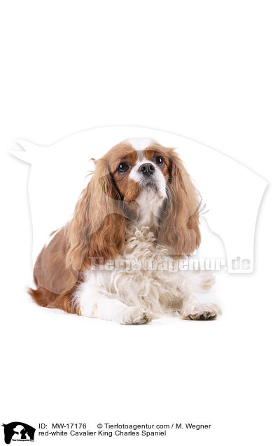 rot-weier Cavalier King Charles Spaniel / red-white Cavalier King Charles Spaniel / MW-17176