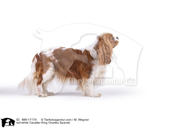 rot-weier Cavalier King Charles Spaniel / red-white Cavalier King Charles Spaniel / MW-17179